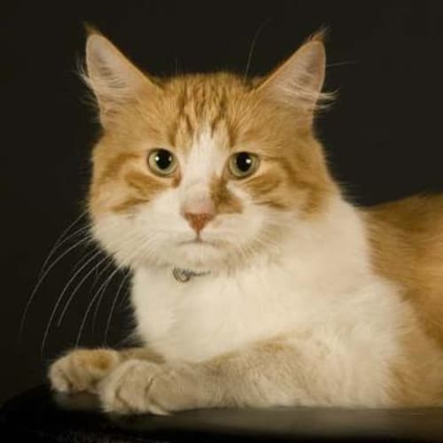 No photo for Boof **Adoption Pending**