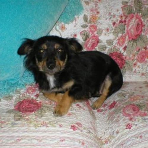 No photo for Suki (Sookie)