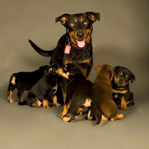 No photo for Puppies