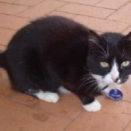 No photo for Mystery