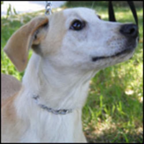 No photo for Pollyanna