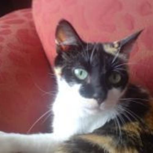 No photo for Nefetiti