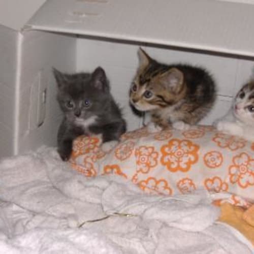 No photo for 3 Little Kitties