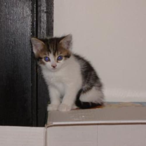 No photo for Three Little Kitties