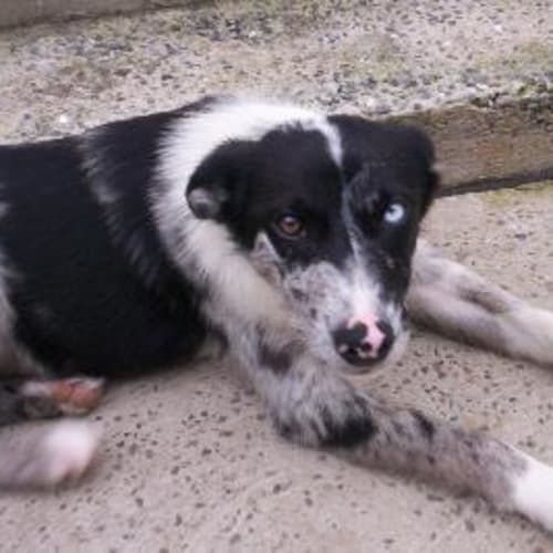 No photo for Harley   On Trial