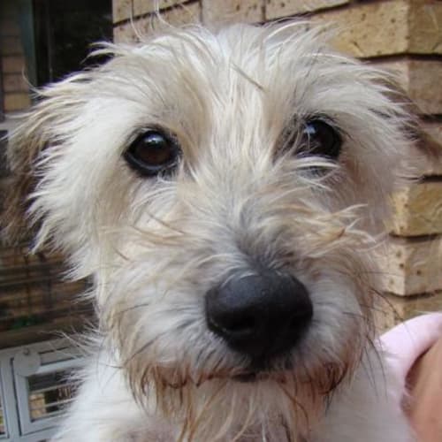 No photo for Princess (F)