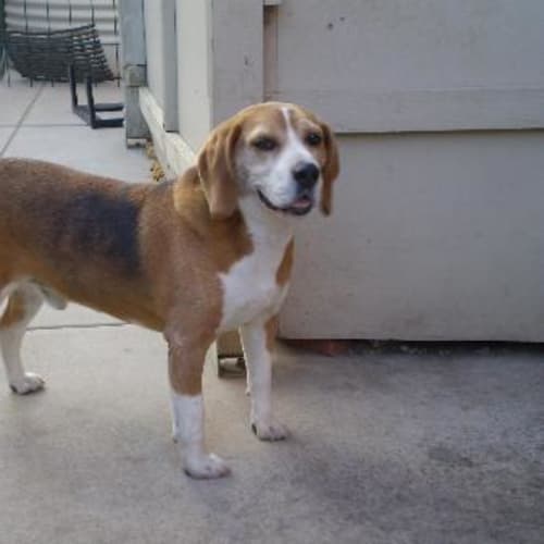 No photo for Arnie (On Trial)