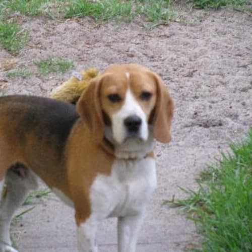 No photo for Bruno (On Trial)