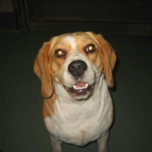 No photo for Bessie(on Trial)