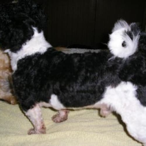 No photo for Winston