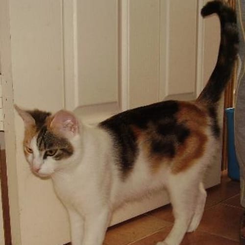 No photo for Sunshine