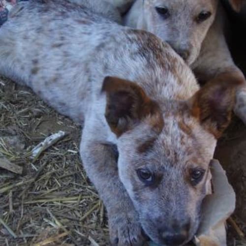 No photo for Red (Adoption Pending)