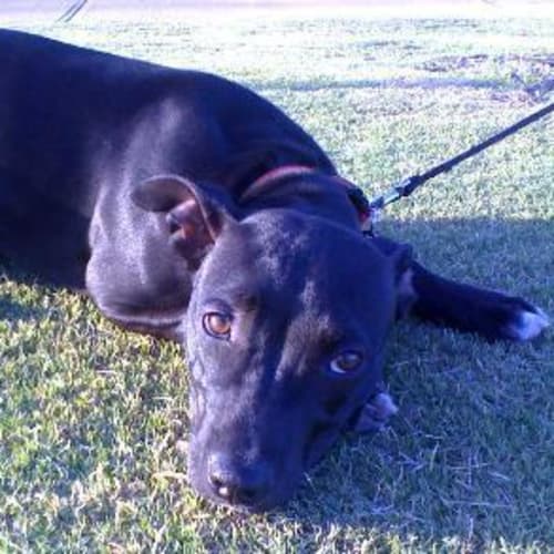 No photo for *Adoption Pending* Luka