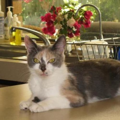 No photo for Eva **Adoption Pending**