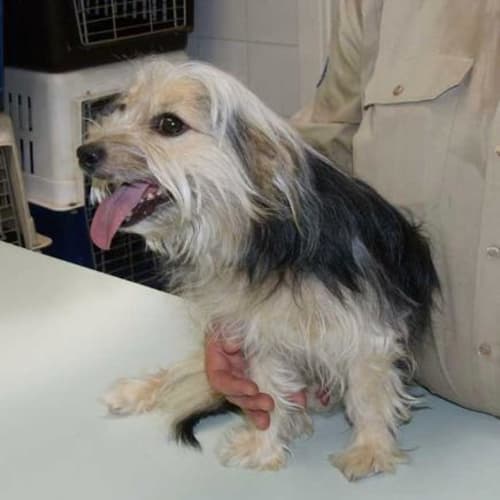 No photo for Beethoven