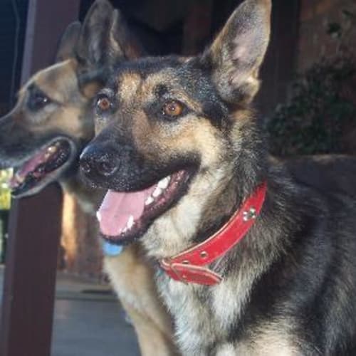 No photo for Bella  ( On Hold Pending Adoption)