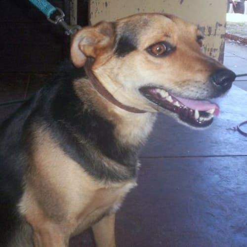 No photo for **Adoption Pending** Jack