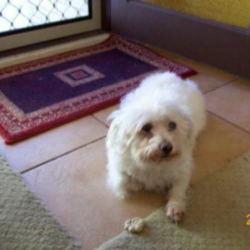 No photo for *Adoption Pending* Sharni