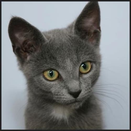 No photo for Little Man