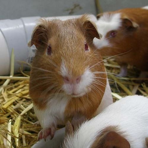 No photo for Strawberry