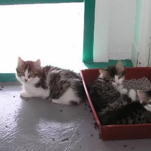 No photo for 2 X Kittens (Tilly And Lilly)