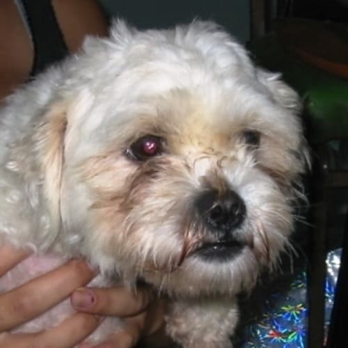 No photo for Lucylou