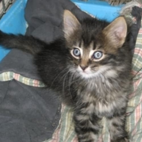 No photo for Fluffikins