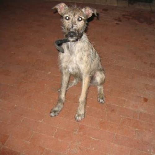 No photo for *Adoption Pending* Bryn