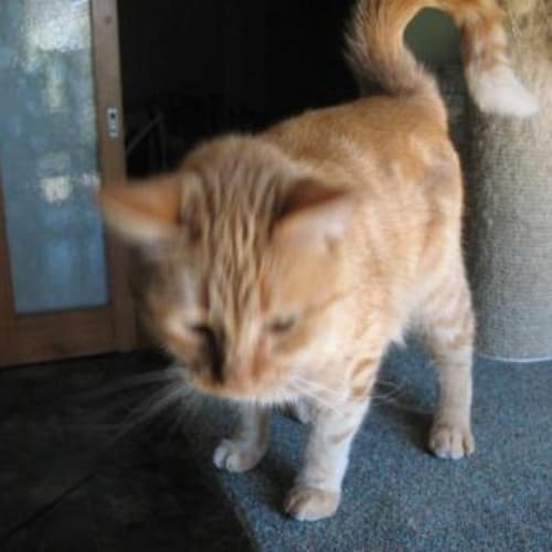 No photo for Rupert Otis