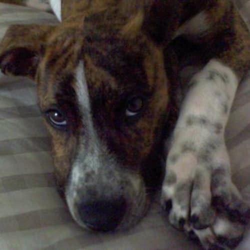 No photo for Tigger