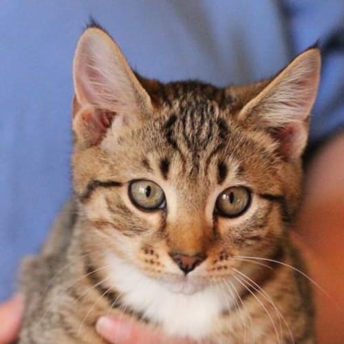No photo for Pound Cats | Alistair