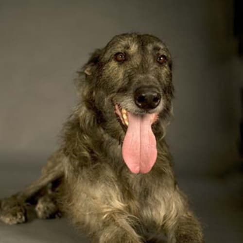 No photo for *Adoption Pending* Big Mac