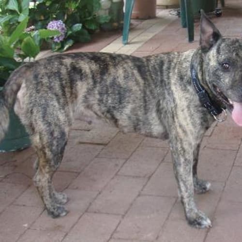 No photo for Lucy***Adoption Pending***