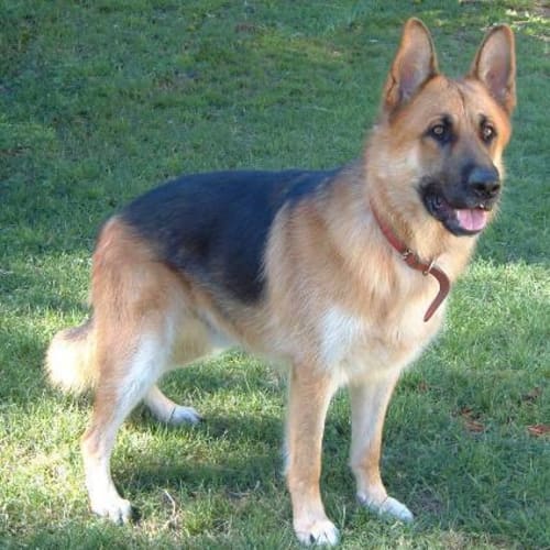 No photo for Kaisear