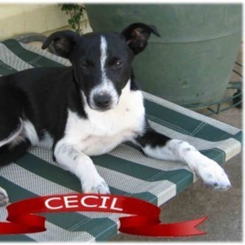 Cecil