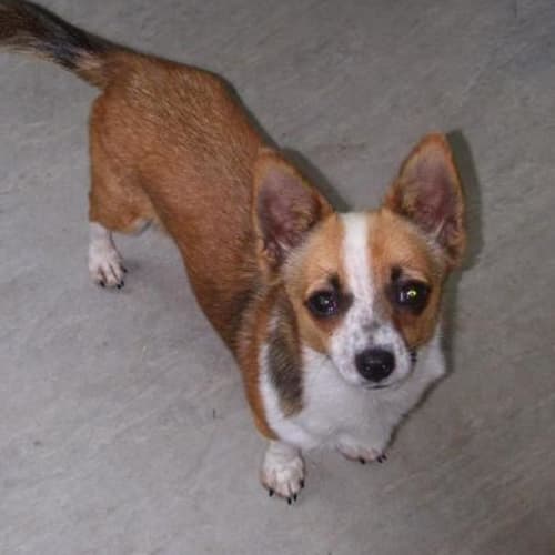 No photo for Chester