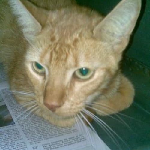 No photo for Sampson