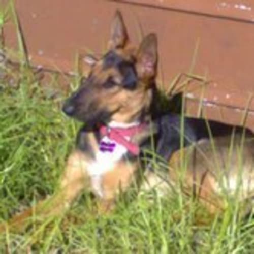 No photo for ** Adoption Pending ** Tabitha