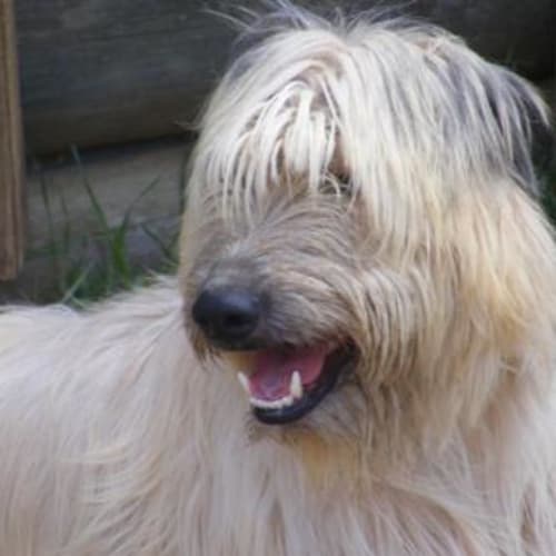 No photo for George (Adoption Pending)