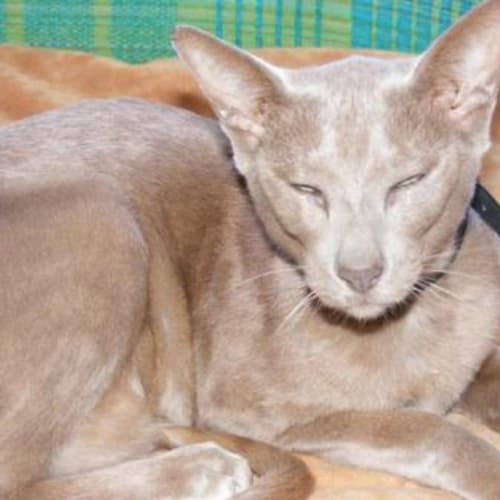 No photo for Cougar (Adoption Pending)