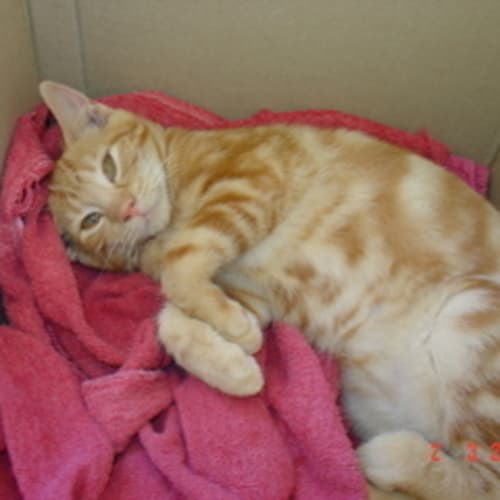 No photo for **Adoption Pending** Tigger