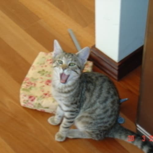 No photo for *Adoption Pending* Cheetah