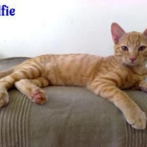 Alfie