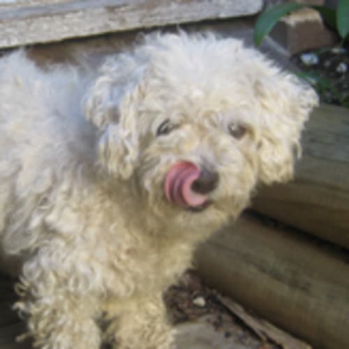 No photo for Rosie (F)