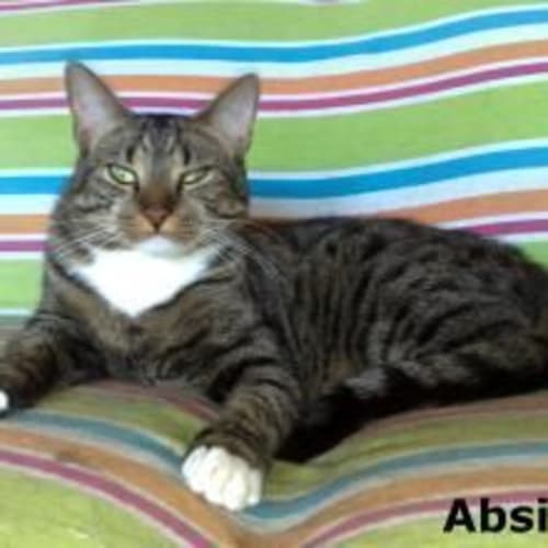 No photo for Absinth