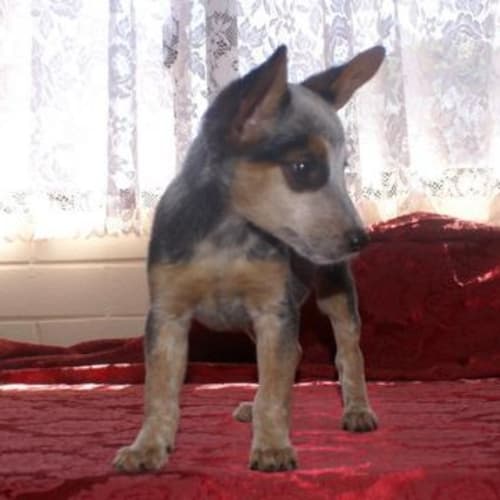 No photo for Blue Heeler X Pup