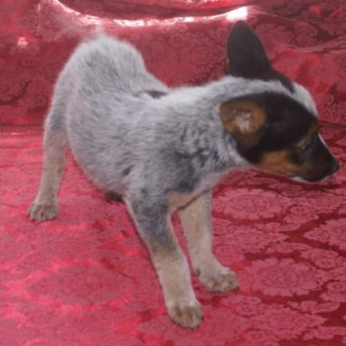 No photo for Blu Heeler X