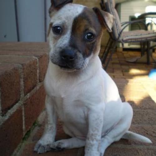 No photo for Missy ***Is On Hold****