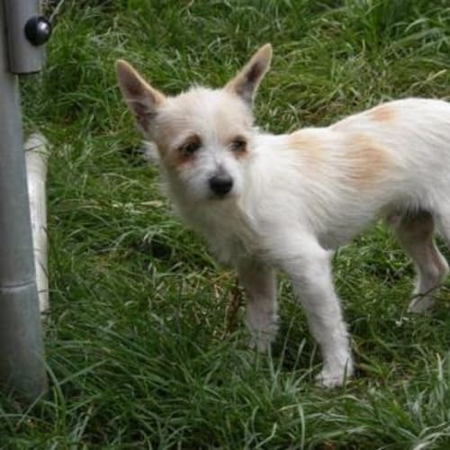 No photo for Mickey (Adoption)