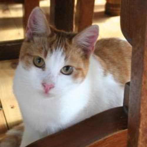 No photo for Little Darling